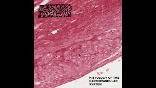 Histologist  Histology of the Cardiovascular System 2024 [upl. by Su37]