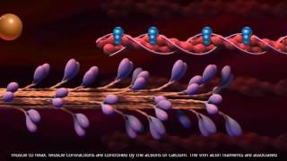 Muscle Contraction  Cross Bridge Cycle [upl. by Behlau15]