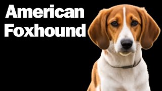 American Foxhound The History and Heart of a Hound [upl. by Noemis]