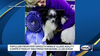 Papillon from Portsmouth wins 8inch class agility competition at Westminster Kennel Club Show [upl. by Labotsirhc717]