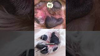 Alivia la picazón de las patas de tu mascota hongos alergias o dermatitis con el Bálsamo curativo [upl. by Jerrylee396]