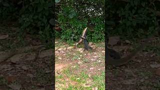 Monitor Lizards Fight shortvideo wildlife animals [upl. by Adran442]