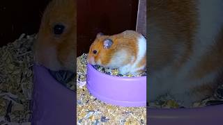 Cute hamster। hamster life [upl. by Vigen87]