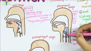 The Mandible  The hyoid bone  The sternum and the ribs [upl. by Jamille]