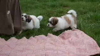 Shichon Puppies For Sale [upl. by Kirt]