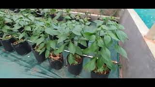 Hijau Daun Pohon cabe Umur 65 hst [upl. by Brittani]