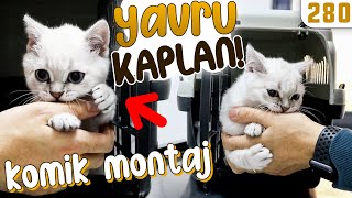 YAVRU KAPLAN LATTE 😋 Sürpriz SONLU Kedice Altyazılı KOMİK MONTAJ DoBiDa 280 [upl. by Ennirok]