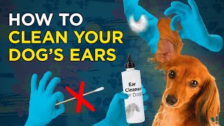 How to Clean Your Dogs Ears  VetVid Dog Care Video [upl. by Yursa]