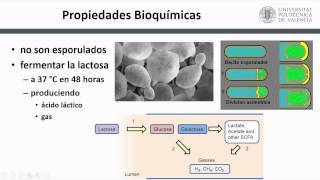 Características Taxonómicas y Celulares de Coliformes   UPV [upl. by Afra985]