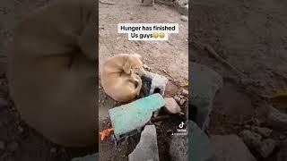 Hunger don finished Even Dog the feel the hit 😳😂😂😂 funny dog [upl. by Burris]