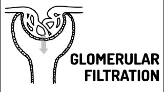 GLOMERULAR FILTRATION made easy [upl. by Enatan]