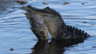 Alligator Head Shakes Tear Fish in Half [upl. by Clovis862]