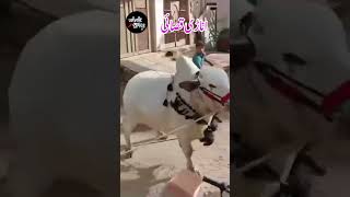 ANARI QASAI  ‪wholespice81 cow reels viral 1k subscribe ytshorts tiktok trend instagram [upl. by Docile508]