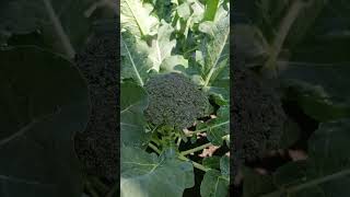 My broccoli babies are growing quietlyurbangardeners broccoli ordering [upl. by Itsyrk]