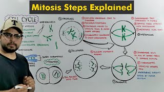 Cell Cycle Mitosis in Detail [upl. by Landon]