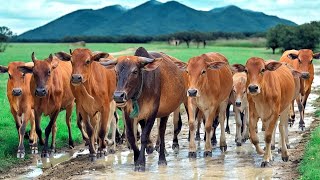 Video Gembala Sapi lembu jinak berjalan santai lewati jalan berlumpur menuju kandang Bunyi Sapi Moo [upl. by Pierrette242]