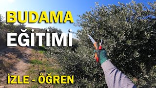 Tüm Ayrıntılarıyla Zeytin Budama Eğitimi [upl. by Juanita]