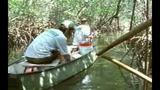 Weedon Island Preserve Canoe Trail [upl. by Eyde]