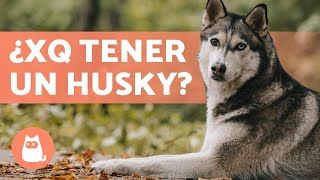 VENTAJAS de tener un HUSKY SIBERIANO 🐺 Top 5 RAZONES [upl. by Eillek]