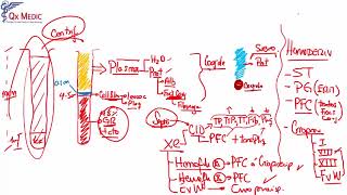 HEMATOLOGÍA 1 [upl. by Abocaj812]