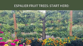 How to Espalier Fruit Trees Rootstock Selection Scions amp Pruning 🍎 🍐 🍒 [upl. by Nuawaj]