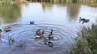 Geese at Smorrall Lane pool’s Bedworth Warwickshire October 24 [upl. by Anola109]