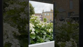 DINARD travel fleurs garden gardening nature flowers beautiful [upl. by Clovah556]