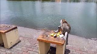 Des singes des chats et des hommes au temple Hindou de grand bassin ile Maurice novembre 2022 [upl. by Paucker]