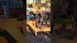 Please don’t… ❤️ heeler blueheeler blueheelers doglover dogs dogshorts love [upl. by Neelrahc690]