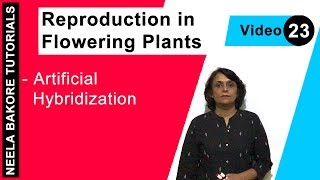 Reproduction in Flowering Plants  NEET  Artificial Hybridization  Neela Bakore Tutorials [upl. by Janerich]