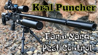 Kral Puncher Jumbo Dazzle 22 Back On The Farm Targeting Starling PCP Air Rifle 16gn Terminador Slugz [upl. by Kalinda]