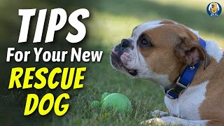 Rescue Dog Training Priorities For Your First Week Together 255 Podcast [upl. by Anir]