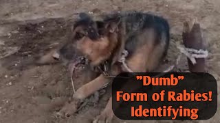 Dumb Form of Rabies Identifying Rabies in Dogs By VetDoguniquecafe [upl. by Adyahs]