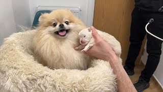 2 week update  My Pomeranian had a puppy [upl. by Wenona]