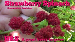 ⟹ Strawberry Spinach  Chenopodium capitatum  Taste test 2018 [upl. by Aztinaj117]