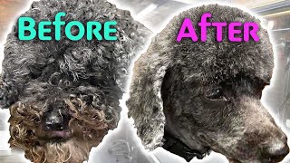 GROOMING a MATTED POODLE Mix Without Stress [upl. by Shaun]