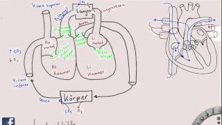 Überblick über das HerzKreislaufSystem [upl. by Shore]
