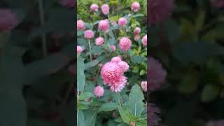 Gomphrena globosa Gomphrenaglobosa globeamaranth gomphrena gomphrenaflower meghalayaindia [upl. by Anahtor]