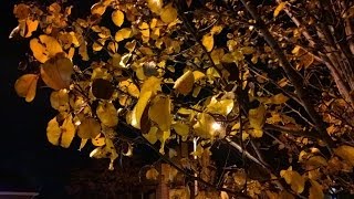 Nokia Lumia 1520 Night Time 1080p Camera Test [upl. by Henni]