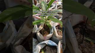 Sapling creation process for healthy plants [upl. by Lymn]