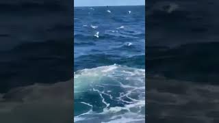 Shark attack in Little Bay  Sydney NSW Australia  16 February 2022 Full Video  GRAPHIC CONTENT [upl. by Foss32]