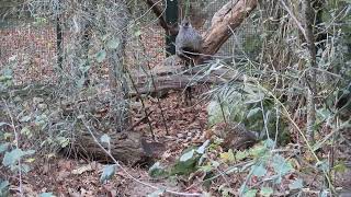 Naturalistic aviary furnishings amp habitat recreation for cheer pheasant Catreus wallichii [upl. by Aber]