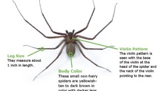 How To Identify a Brown Recluse Spider [upl. by Anos885]