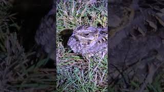 Nightjar Indian nightjar birds birdlovers birdvideos bird birdwatching nightbird nightbird [upl. by Stichter]