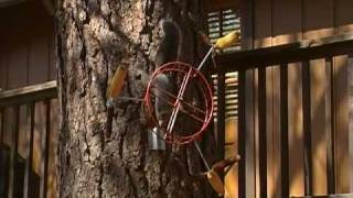 Western Gray Squirrel on Ferris Wheel [upl. by Ceil507]