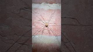 Opilio Canestrinii Harvestman On Wall In Mid November arachnids nature [upl. by Etnaihc271]