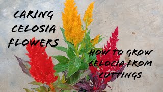 How To Care Celosia Flowers How To Grow Celosia From Cuttings [upl. by Antonella68]