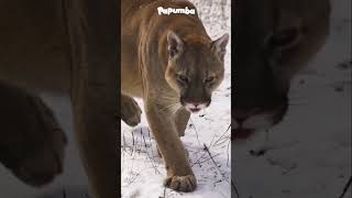 GATOS ADORABLES PERO SALVAJES 😼🐯 el Leopardo y el Puma  Animales increíbles  Vida salvaje natural [upl. by Anniala]