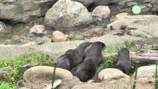 The National Zoo Welcomes a New Family of Otters [upl. by Hedaza]