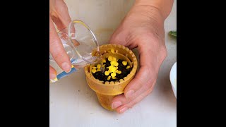 Indoor plant care hacks for plant lovers 🌿 shorts planting garden diy indoor [upl. by Dami]